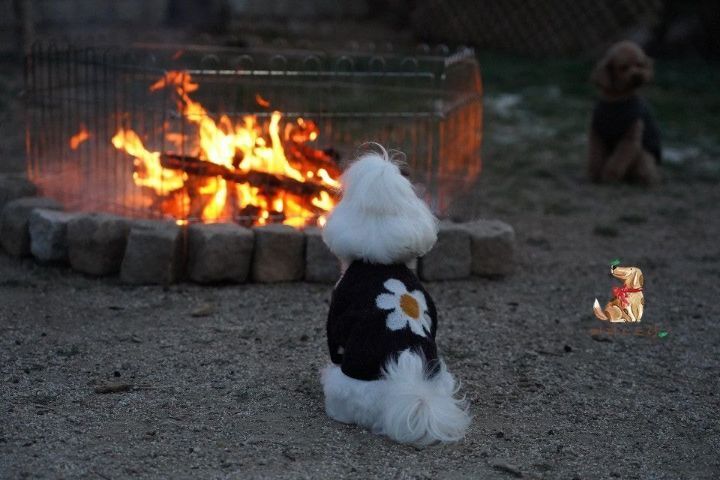 강아지 유치원의 수학여행 | 인스티즈