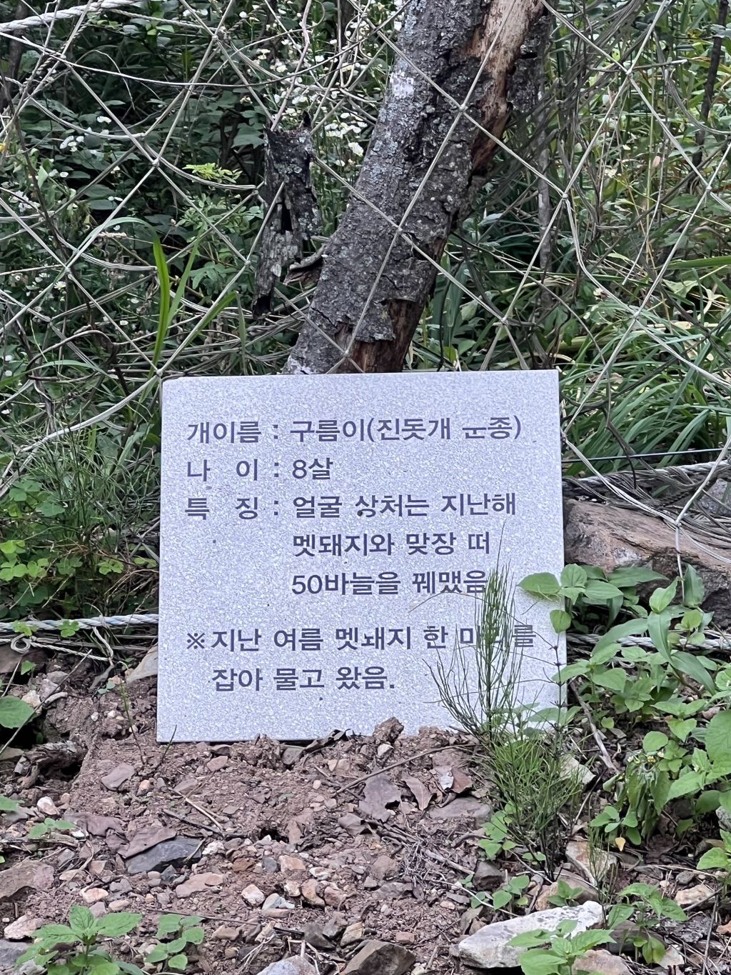 이름값 못한 댕댕이 | 인스티즈