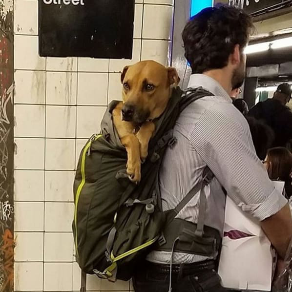 뉴욕에 사는 댕댕이들이 지하철 타는 법 | 인스티즈