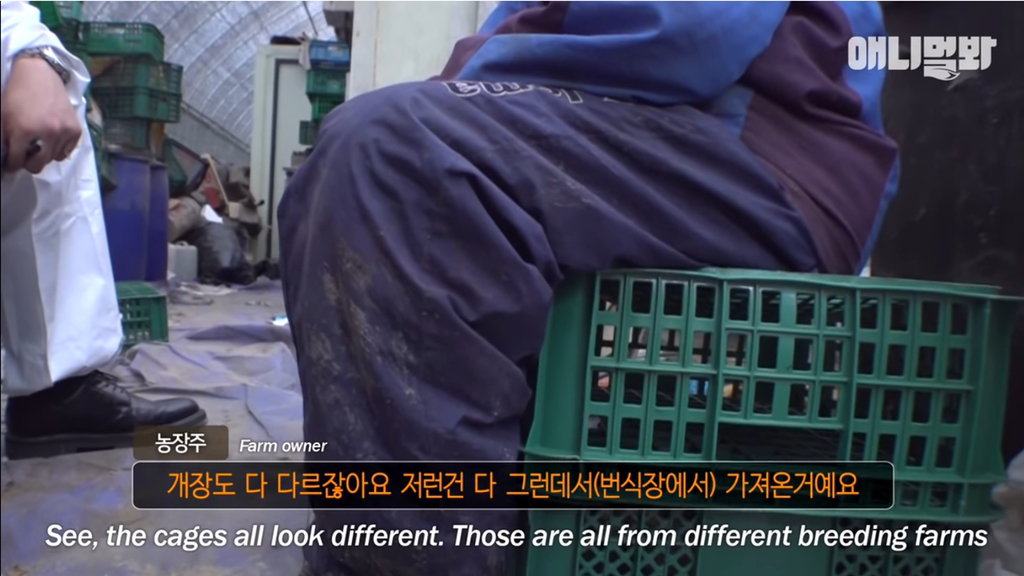 개농장에 품종견들이 많은 이유 | 인스티즈