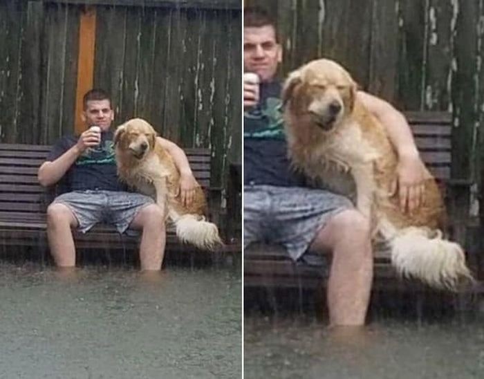 산책 나갔다가 갑자기 폭우 내려서 해탈한 개와 반려인 | 인스티즈