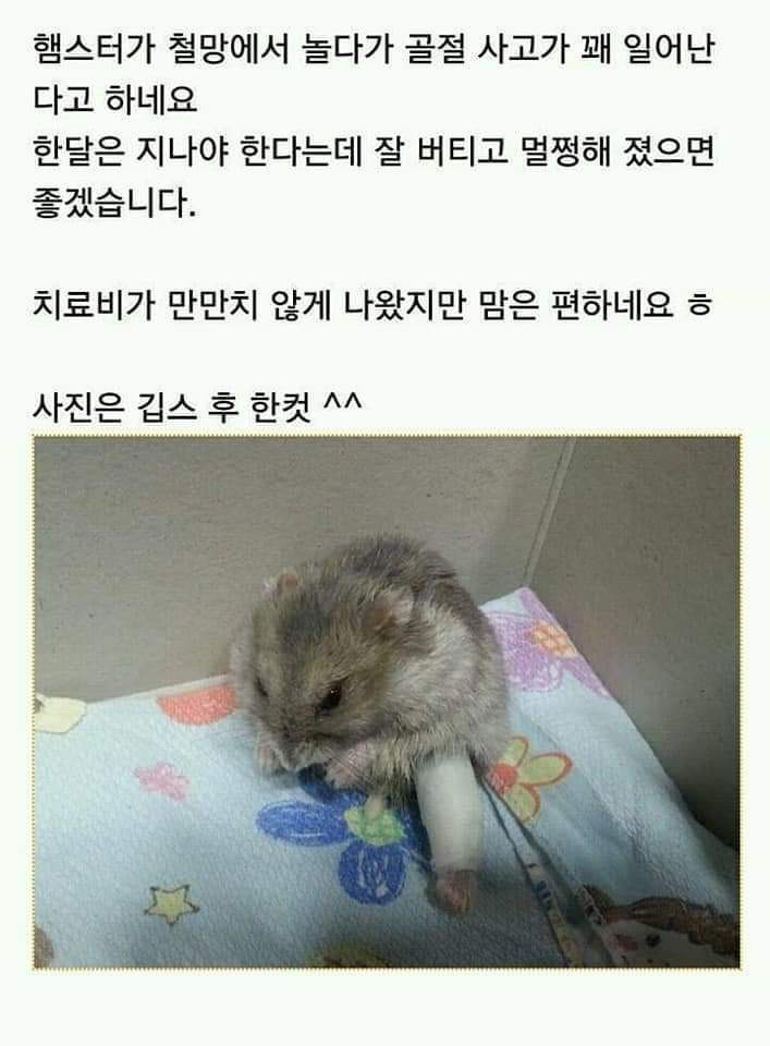 깁스 이미지