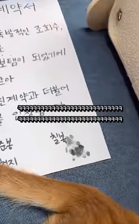 오늘자 정식 데뷔한 고양이 | 인스티즈