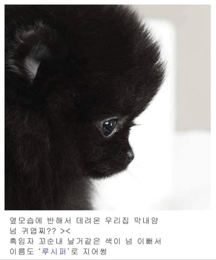 고양이 이름 잘 지어라.......... | 인스티즈