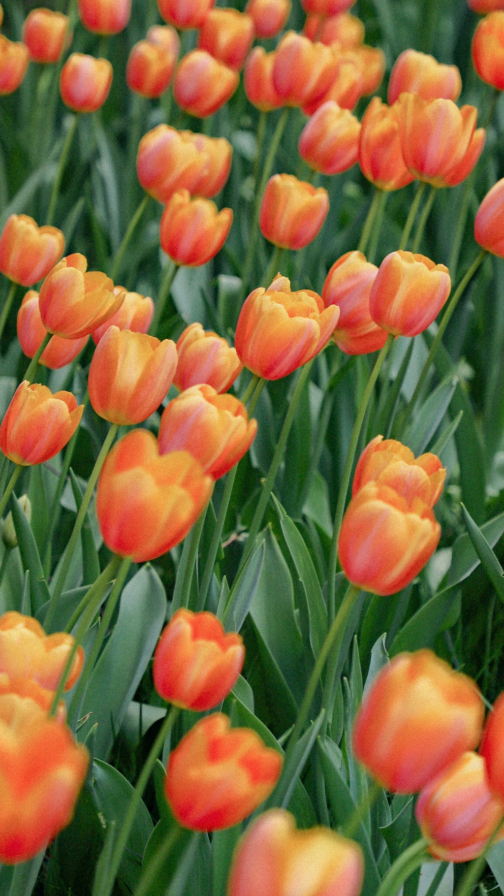 튤립 배경화면 공유 (추가) | 인스티즈