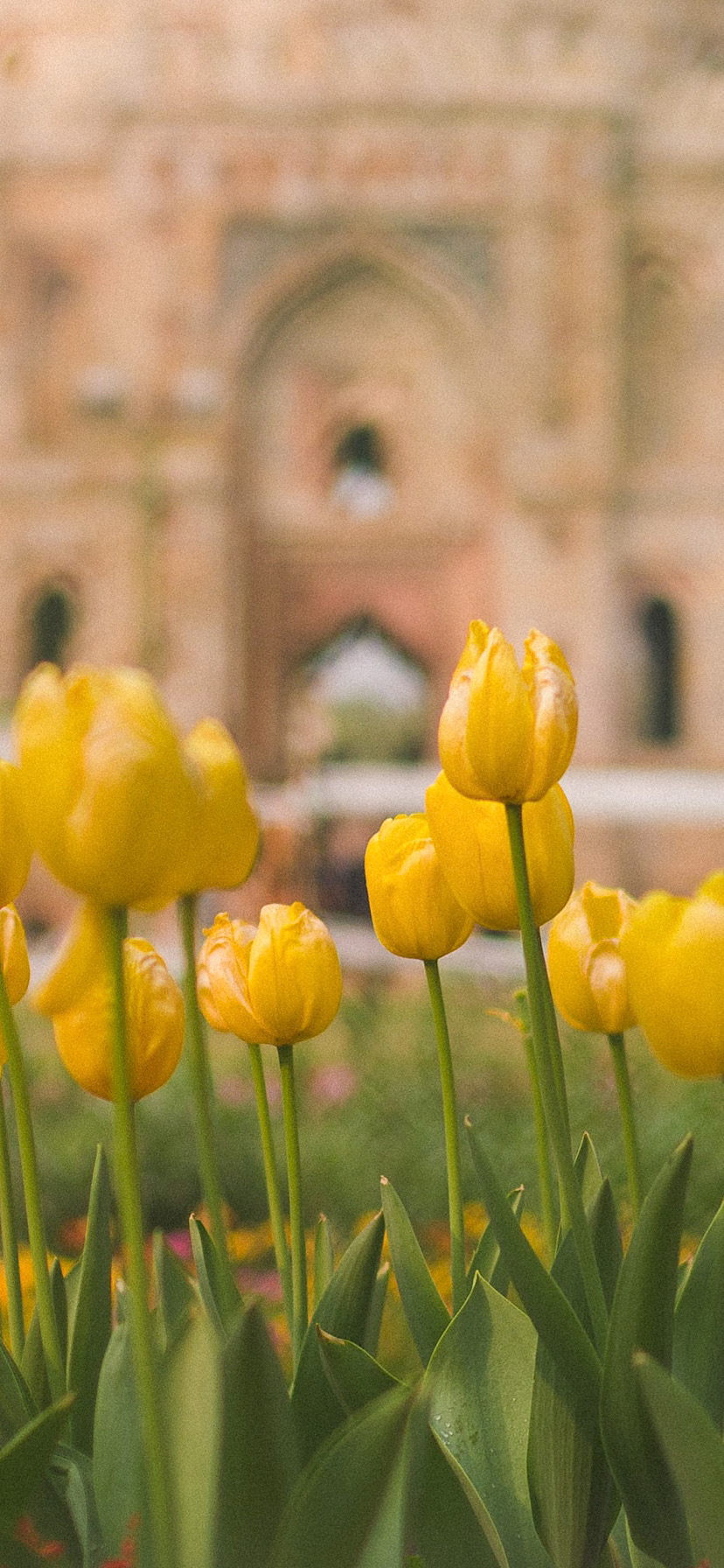 튤립 배경화면 공유 (추가) | 인스티즈