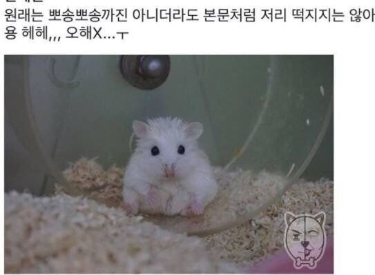 비 오는 날에는 떡지는 햄스터 | 인스티즈