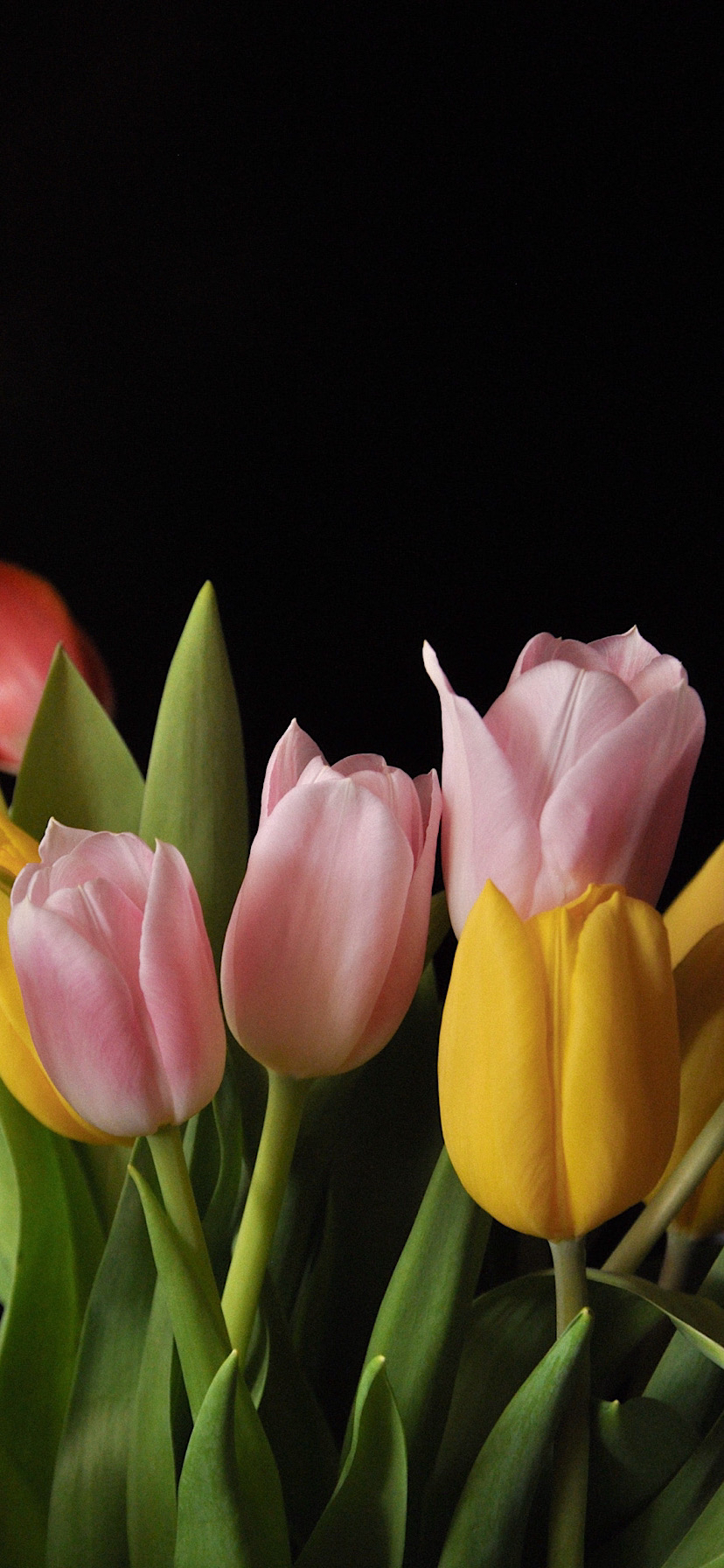 튤립 배경화면 공유 (추가) | 인스티즈