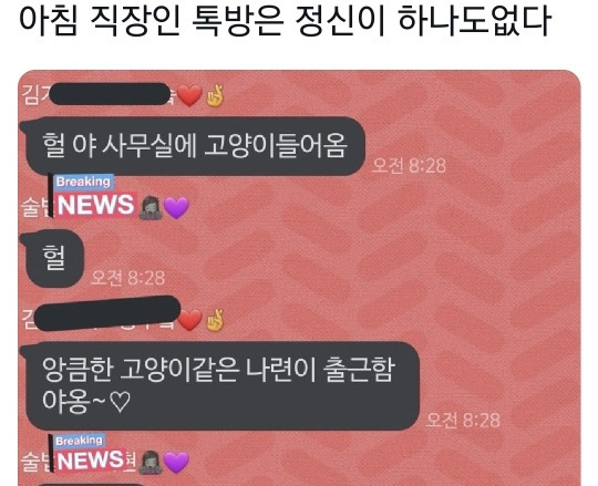 헐 야 사무실에 고양이 들어옴; | 인스티즈
