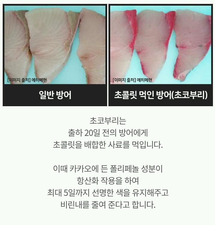 생선한테 초콜릿 먹임.jpg | 인스티즈