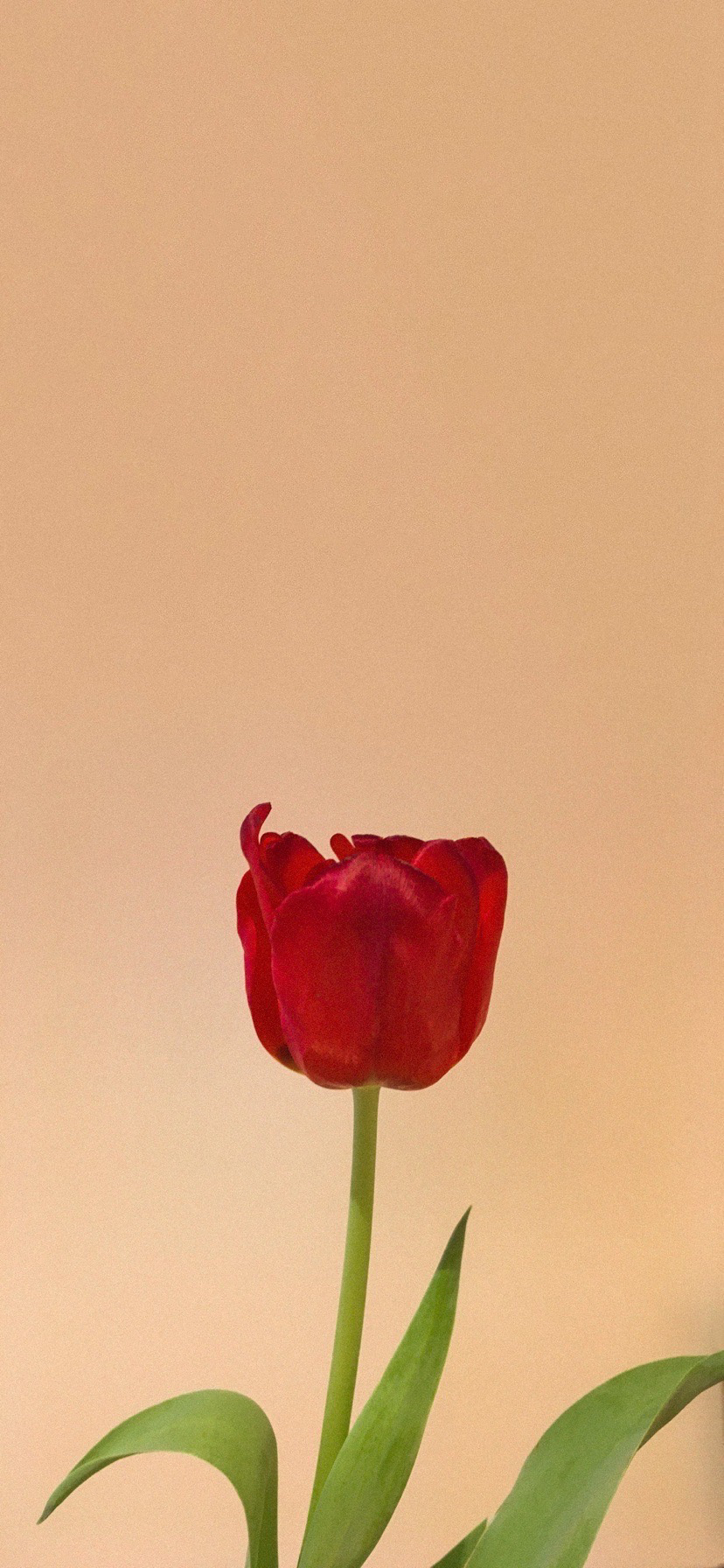 튤립 배경화면 공유 (추가) | 인스티즈