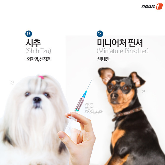 품종묘 보다 품종견에 관대한 사람들.jpg | 인스티즈