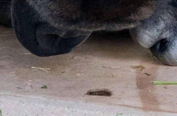 송충이 구경하는 고릴라 | 인스티즈