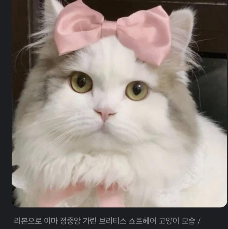 털색깔 때문에 오해받는다는 고양이 | 인스티즈