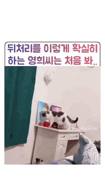 고양인데 이게 가능해? | 인스티즈