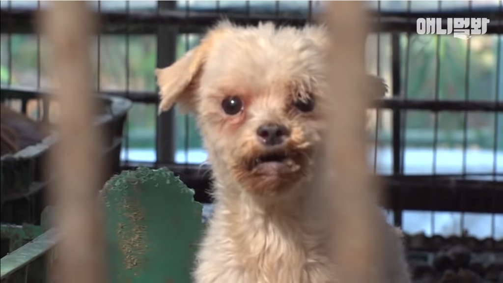 개농장에 품종견들이 많은 이유 | 인스티즈