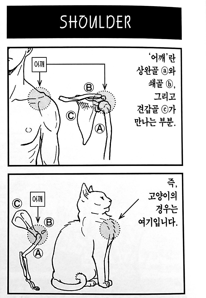 고양이 어깨 | 인스티즈