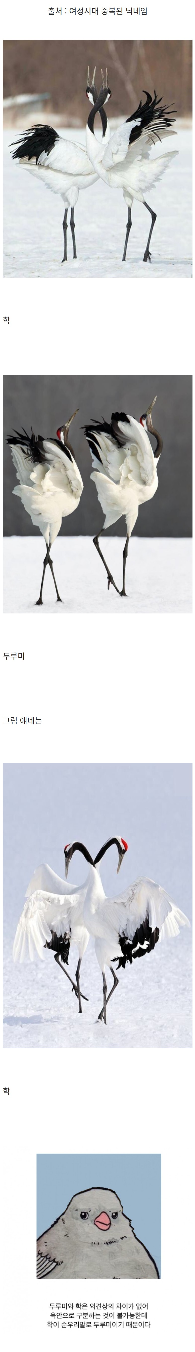 학과 두루미를 구분하기 어려운 이유 | 인스티즈