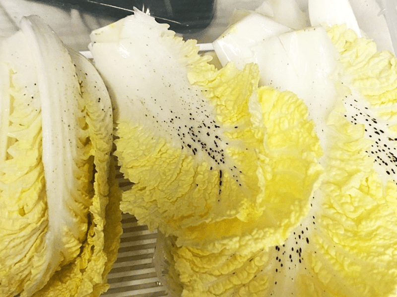 의외로 못먹는 사람이 꽤 많은 김치 | 인스티즈