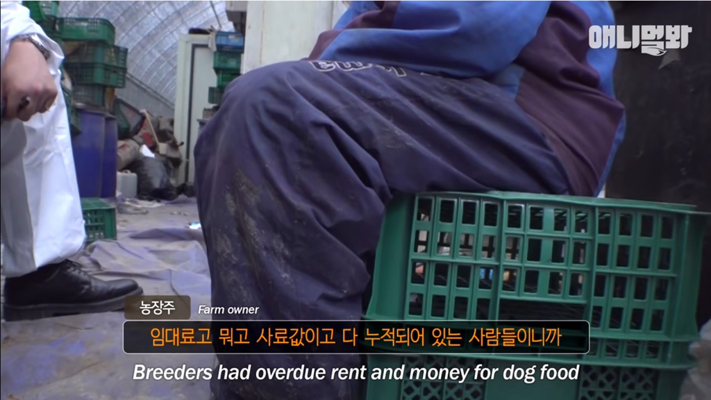 개농장에 품종견들이 많은 이유 | 인스티즈