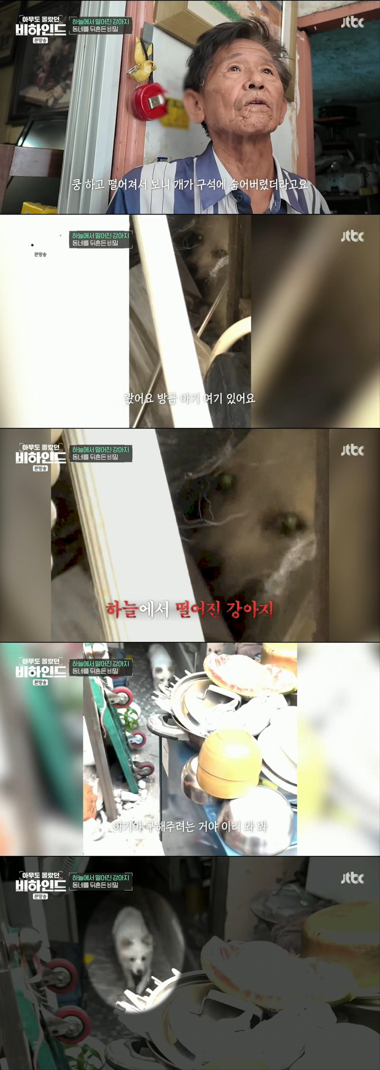 할머니와 할아버지와 함께 쓰레기집에서 살던 18마리의 강아지들 | 인스티즈