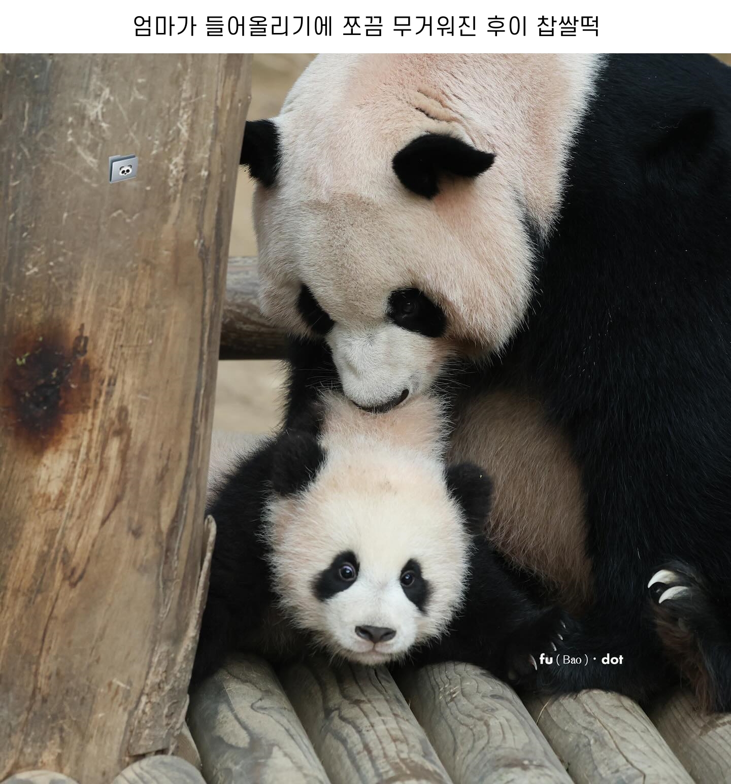 찹쌀떡처럼 쭈욱 늘어나는 후이바오🐼 | 인스티즈