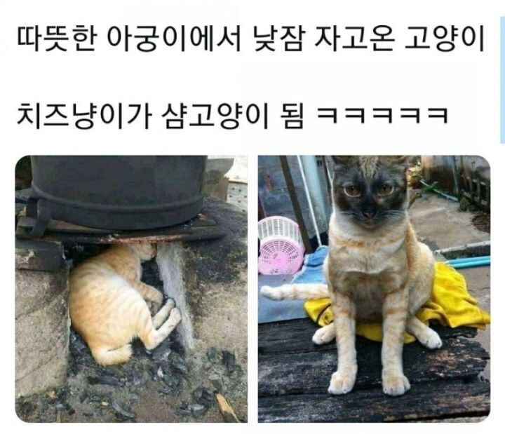 알아 이미지