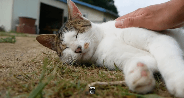 [hahaha] 냥이들 중에서 유독 봑봑봑 쓰다듬 당하는 냥이..jpgif | 인스티즈