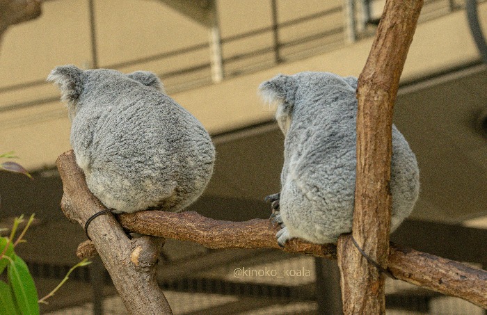당신은 아기 코알라의 엉덩이를 본 적이 있습니까? | 인스티즈