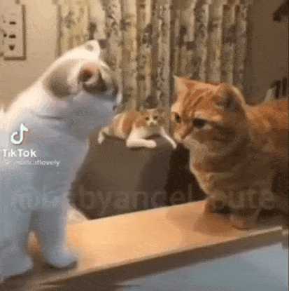 다리가 짧아서 슬픈 냥이...gif | 인스티즈