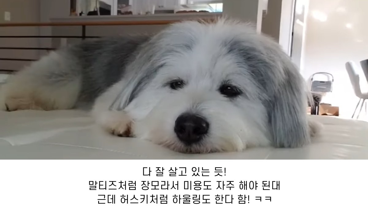 동물농장 나왔던 "말스키" 아이들 근황(말티즈+허스키) | 인스티즈