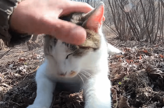 [hahaha] 냥이들 중에서 유독 봑봑봑 쓰다듬 당하는 냥이..jpgif | 인스티즈