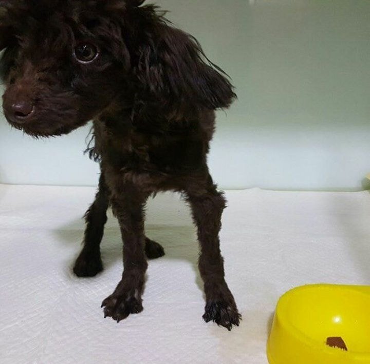 보는 사람도 행복해지는 강승윤 강아지 토르의 변화.jpg | 인스티즈