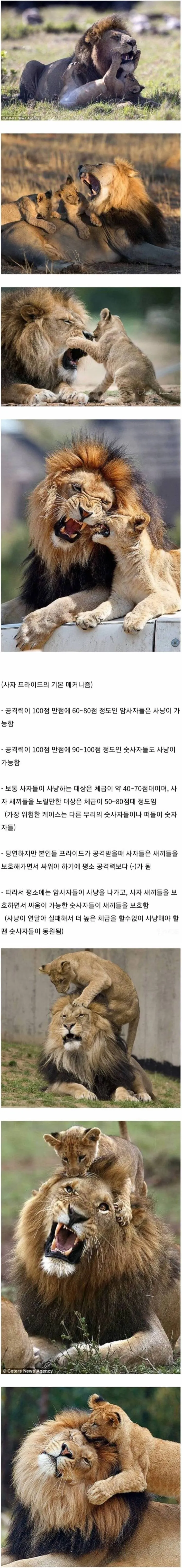 알면 더 재밌는 사자 집단의 생태계 | 인스티즈