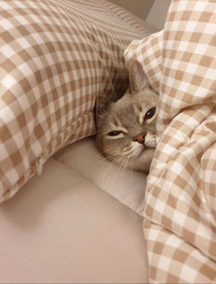 이불사려고 후기보려다 상대적 박탈감 느낌.jpg | 인스티즈