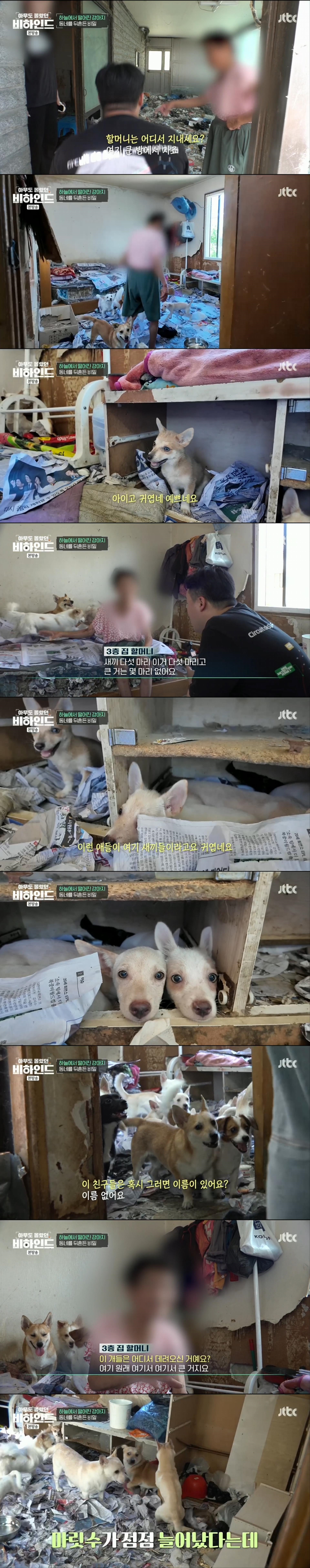 할머니와 할아버지와 함께 쓰레기집에서 살던 18마리의 강아지들 | 인스티즈