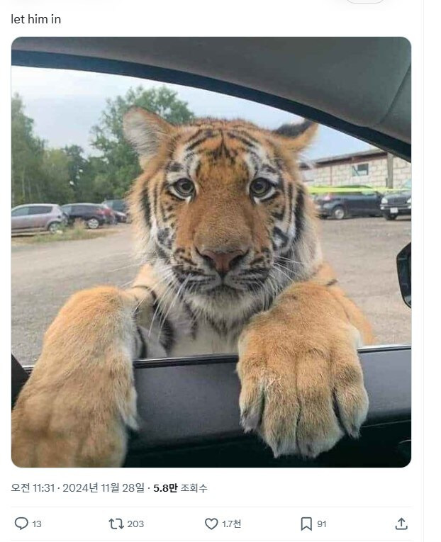 실내에 들어오고픈 길냥이 | 인스티즈