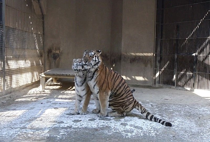 수컷 호랑이 암컷 호랑이 덩치 차이 | 인스티즈