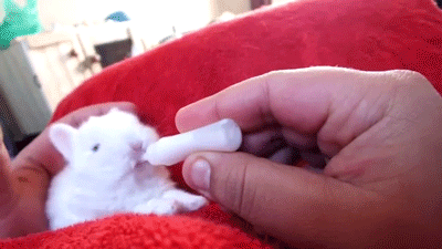 우유먹는 아기토끼.gif | 인스티즈