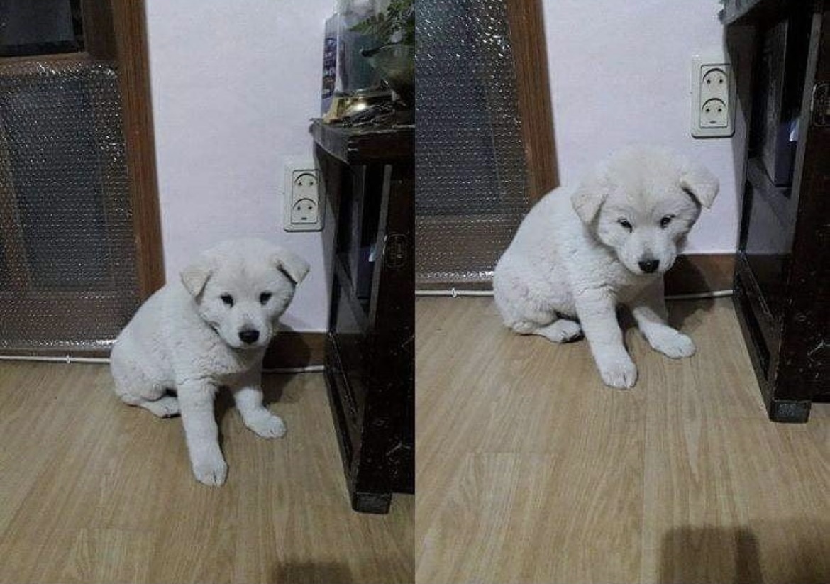 똥강아지 이미지