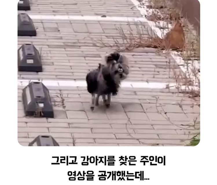 이 강아지 주인은 찾아가시오.jpg | 인스티즈