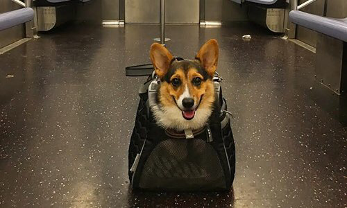 뉴욕에 사는 댕댕이들이 지하철 타는 법 | 인스티즈