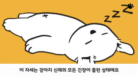 강아지 수면 자세 이유 | 인스티즈