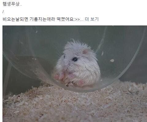 비 오는 날에는 떡지는 햄스터 | 인스티즈