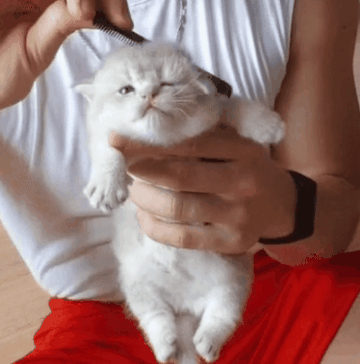 털 관리받는 아기 고양이 | 인스티즈
