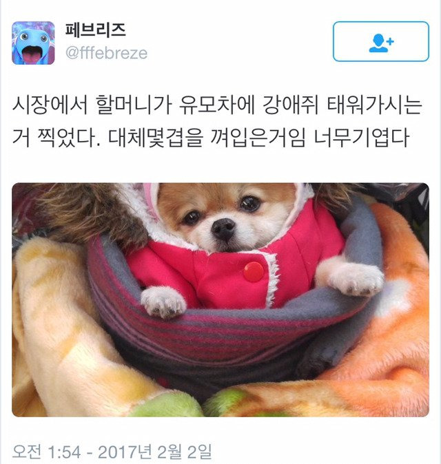 시장에서 할머니가 유모차에 강애쥐 태워가시는 거 찍었다 | 인스티즈
