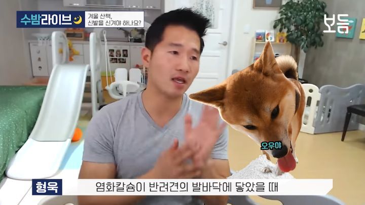 눈 온 뒤 산책할때 강아지가 아파하는 "염화칼슘" 대처법 | 인스티즈