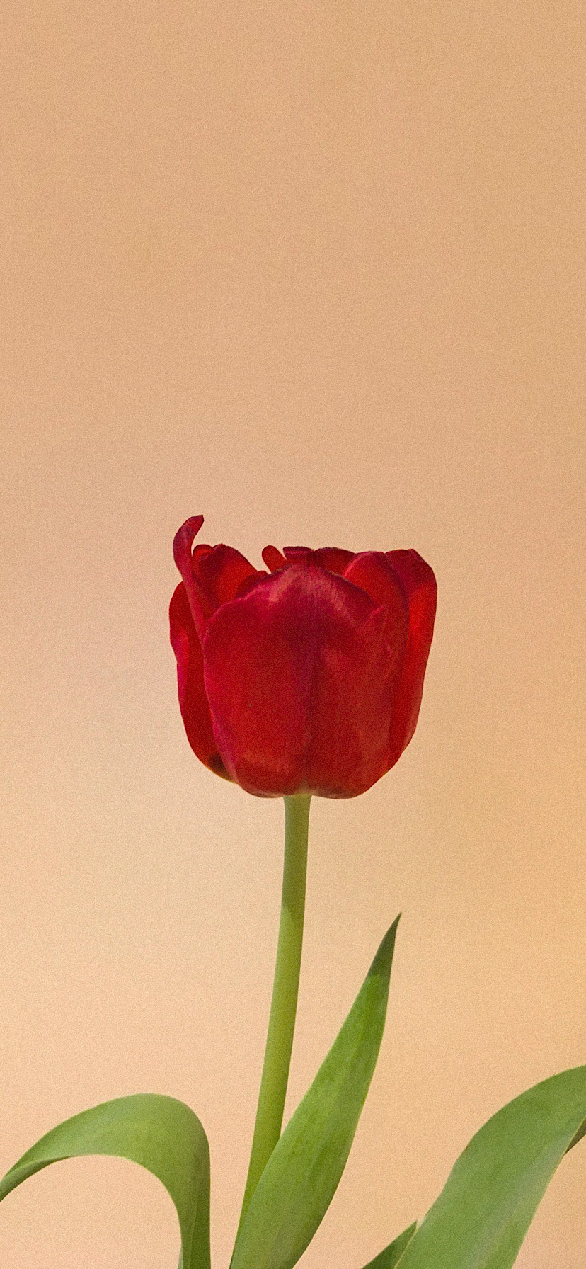 튤립 배경화면 공유 (추가) | 인스티즈