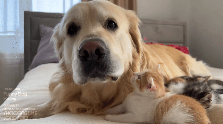 댕댕이에게 빠져버린 아깽이.gif | 인스티즈