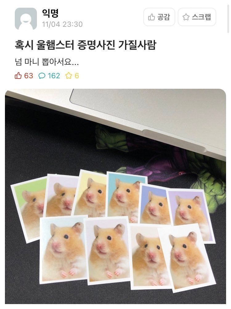 혹시 울햄스터 증명사진 가질 사람 | 인스티즈